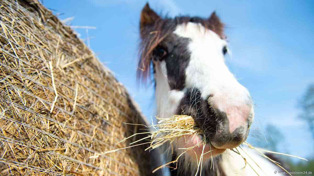 Zwei Esel und ein Pony auf Abwegen: Polizei stellt Ausreißer-Trio auf Feldweg in Oberbayern