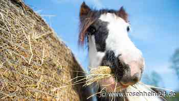Zwei Esel und ein Pony auf Abwegen: Polizei stellt Ausreißer-Trio auf Feldweg in Oberbayern