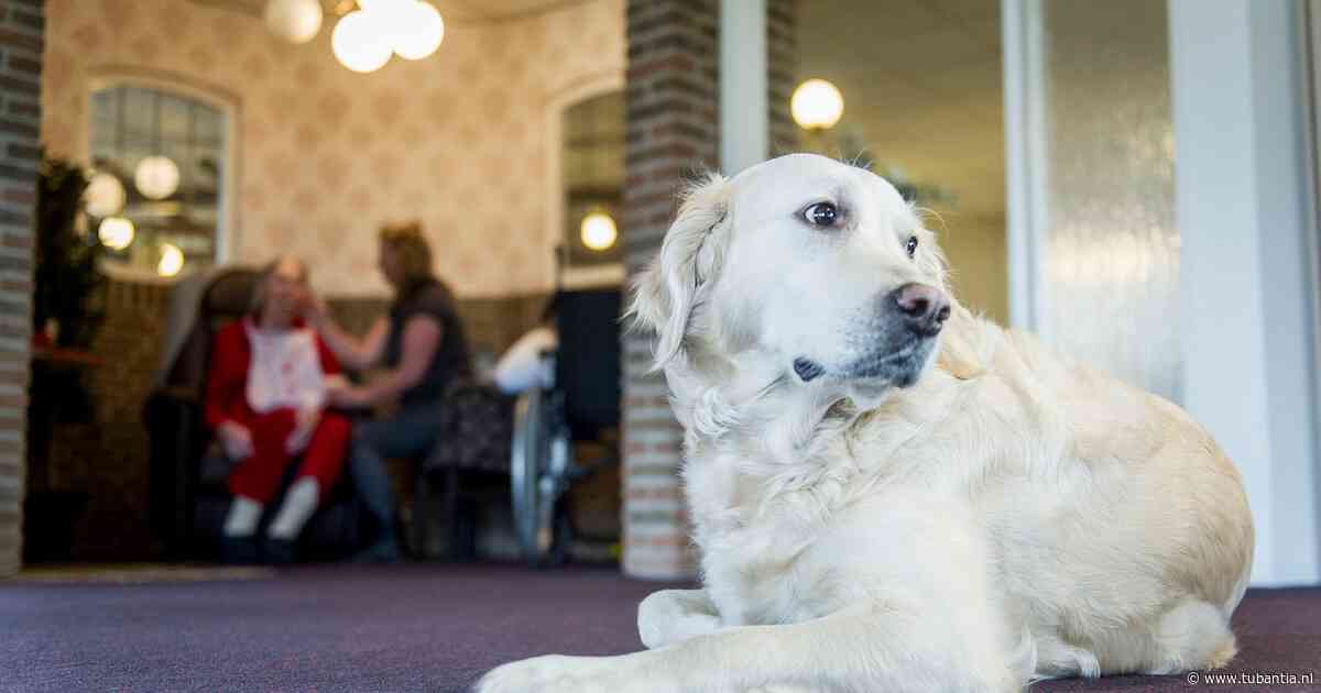 Pleidooi voor strengere regels ‘werkende dieren’: ze kunnen oververmoeid raken als ze te lang werken
