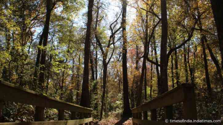 Georgia begins 10-year forest restoration at 132-acre Towaliga Preserve with data-centre partnership