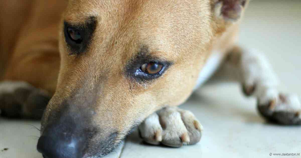 Zwaar verwaarloosde hond haalt dierendag niet: baasje uit Emmeloord voor de rechter