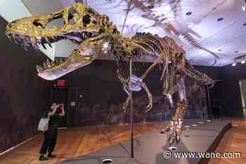 Could a human outrun a T. rex? New evidence offers an answer