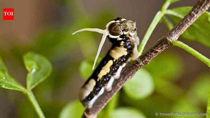 Scientists tracked a Florida butterfly and found that hurricanes helped its population recover