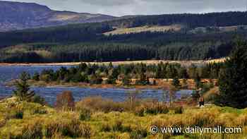 Wanted: £60k a year PR guru to run SNP's forests quango... that faces axe to save cash