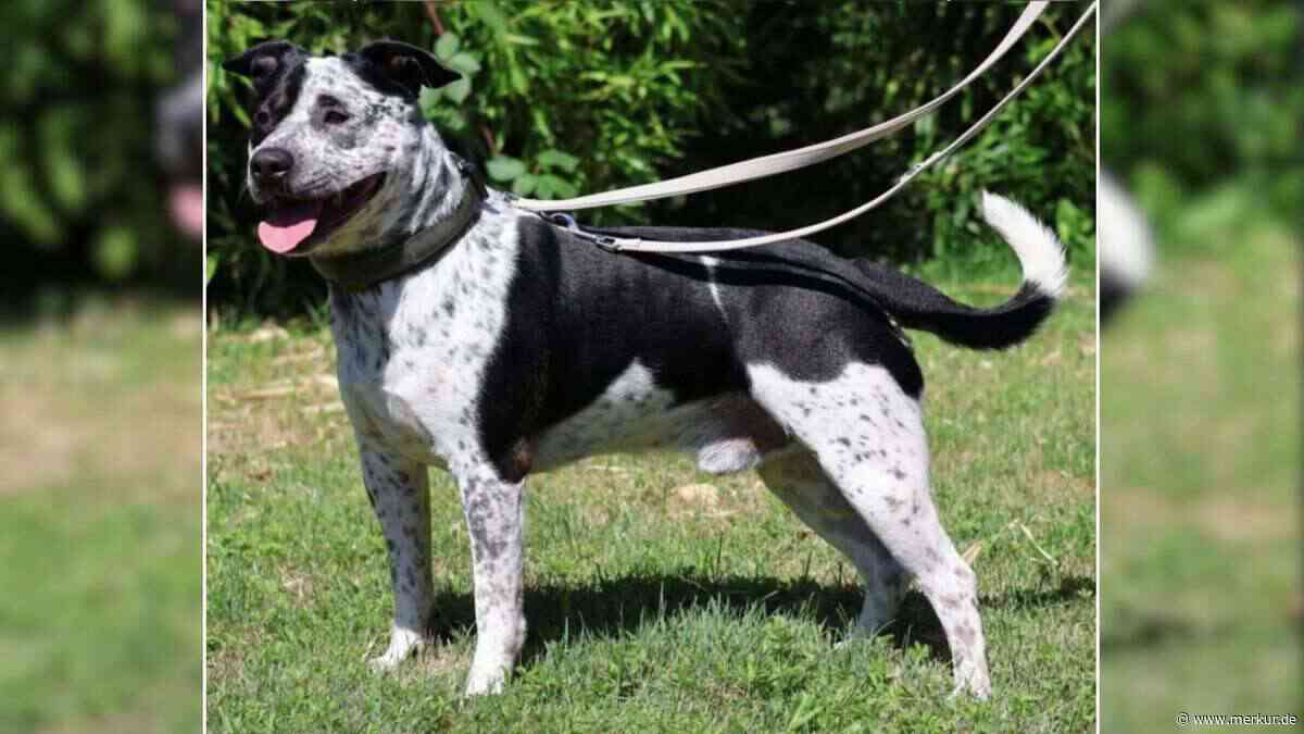 „Lebte in einem Hinterhof ohne regelmäßige Spaziergänge“: Tierheim sucht Zuhause für Montgomery