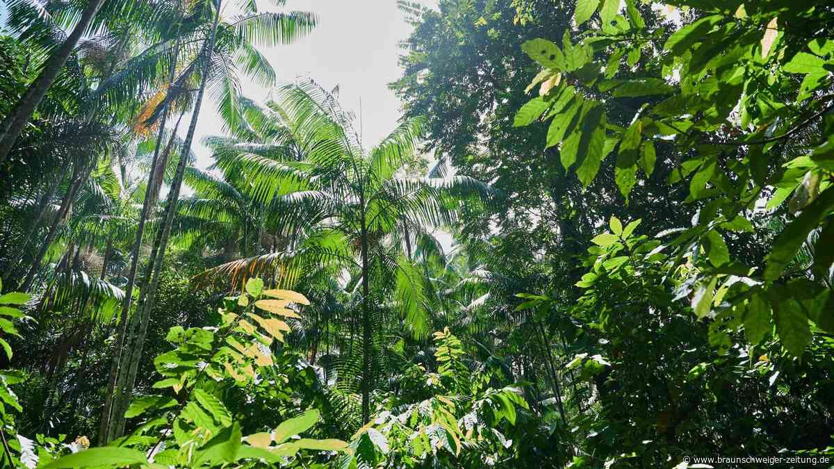 Wahl in Brasilien: Steht der Klimaschutz im Amazonas-Regenwald auf der Kippe?