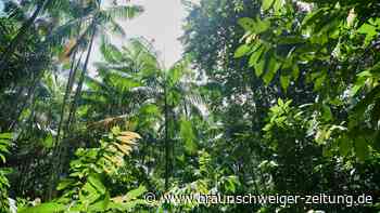Wahl in Brasilien: Steht der Klimaschutz im Amazonas-Regenwald auf der Kippe?