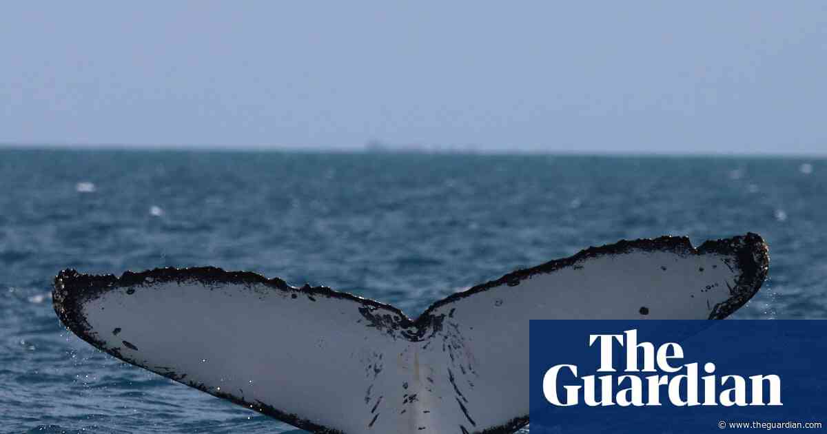 Whales on Australia’s ‘humpback highway’ are at growing risk of injury from boat and propellor strikes