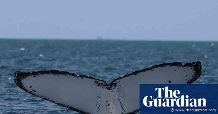 Whales on Australia’s ‘humpback highway’ are at growing risk of injury from boat and propellor strikes