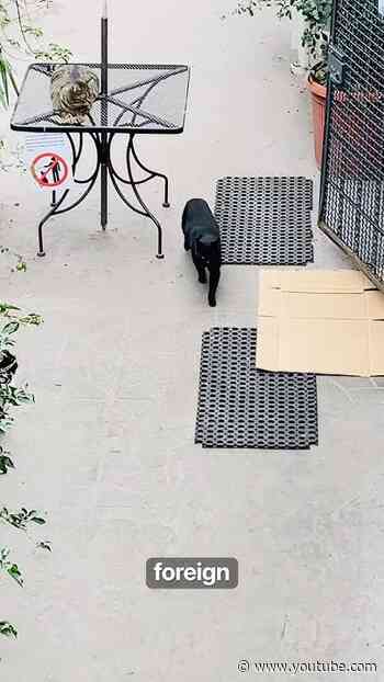 CATS Everywhere at Ruins in Rome, Italy