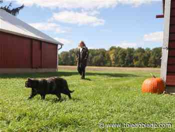 Families get taste of Great Depression farming through Heritage Harvest Fest