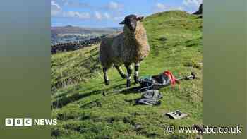 Underground ordeal for rescued Peak District sheep