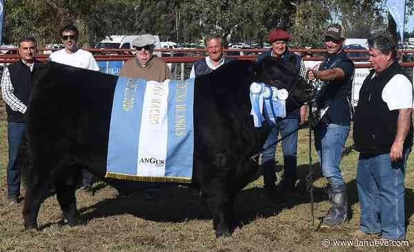 Bordeu 2026: otra vez Néstor Aldazábal presentó al toro Gran Campeón Angus