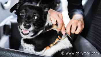 Ruff ride? Why dogs should buckle up as death rate for fluffy friends in car accidents is high, research finds