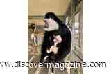 New Baby Colobus Monkey at Lincoln Park Zoo has a Bright Pink Face and Stark White Fur&nbsp;