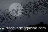How to Watch For Bats at Night, Build Your Own Rain Barrel, Mine Your Own Gems, and Track the ISS as It Flies By&nbsp;