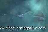The Elusive Oarfish Has Joystick-Like Fins That May Inspire Future Underwater Robots&nbsp;