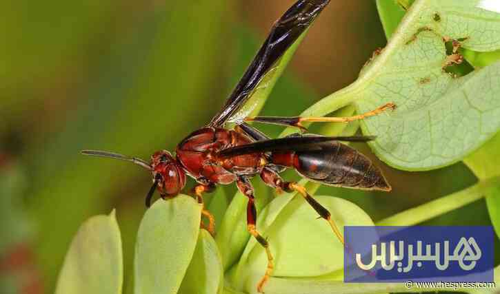 ‪الدبور يهدد النحل المغربي .. ظاهرة طبيعية أم استهداف للسلالة المحلية‬؟