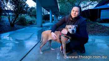 Lauren realised women stay in violent homes out of fear for their pets. So she did something to help