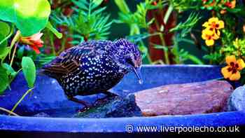 Birdbaths can attract more birds if gardeners do a simple 10-minute task in October