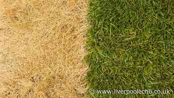 Lawns will go from brown to green in October if you add 1 natural item over them