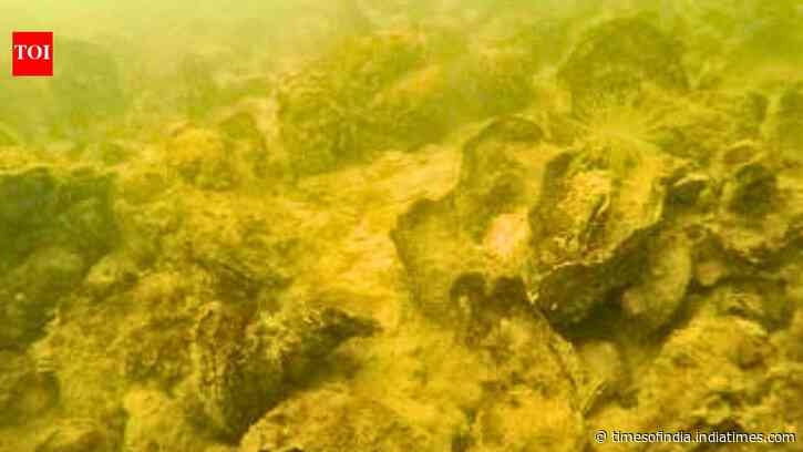 Maryland planted 2.49 billion oyster seeds in Harris Creek, creating 343 acres of healthy reef