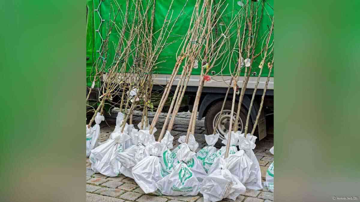 Noch Chance auf einen Gratis-Baum: Stadt verlost 100 kostenlose Bäume