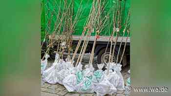 Noch Chance auf einen Gratis-Baum: Stadt verlost 100 kostenlose Bäume