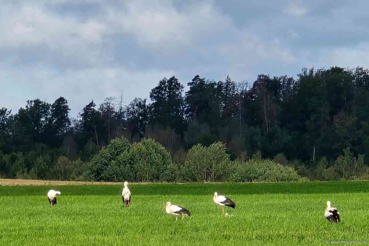 Vogtländische Störche bereit zum Abflug – fünf Paare, fünf Nester: Aber wo gibt es Nachwuchs?