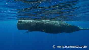 Four sailors rescued after sperm whale sinks yacht in South Pacific