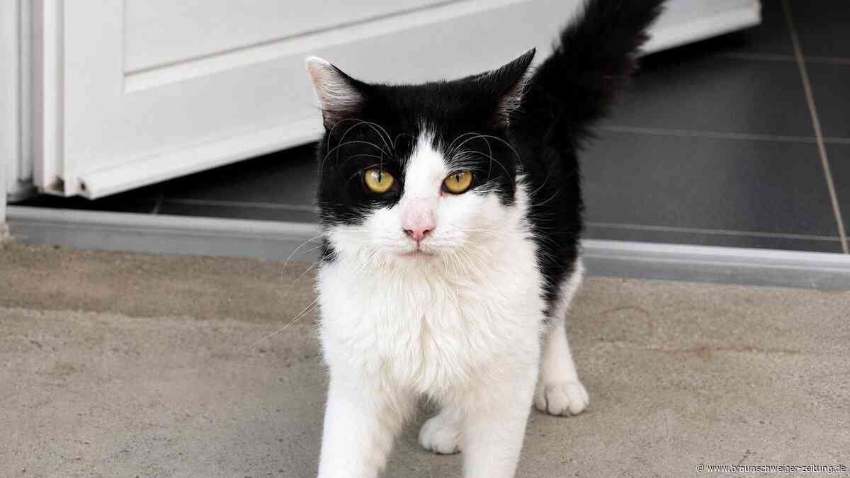 Selbstbewusster Kater Tewes aus dem Tierheim Salzgitter sucht sein eigenes Königreich