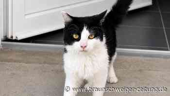 Selbstbewusster Kater Tewes aus dem Tierheim Salzgitter sucht sein eigenes Königreich