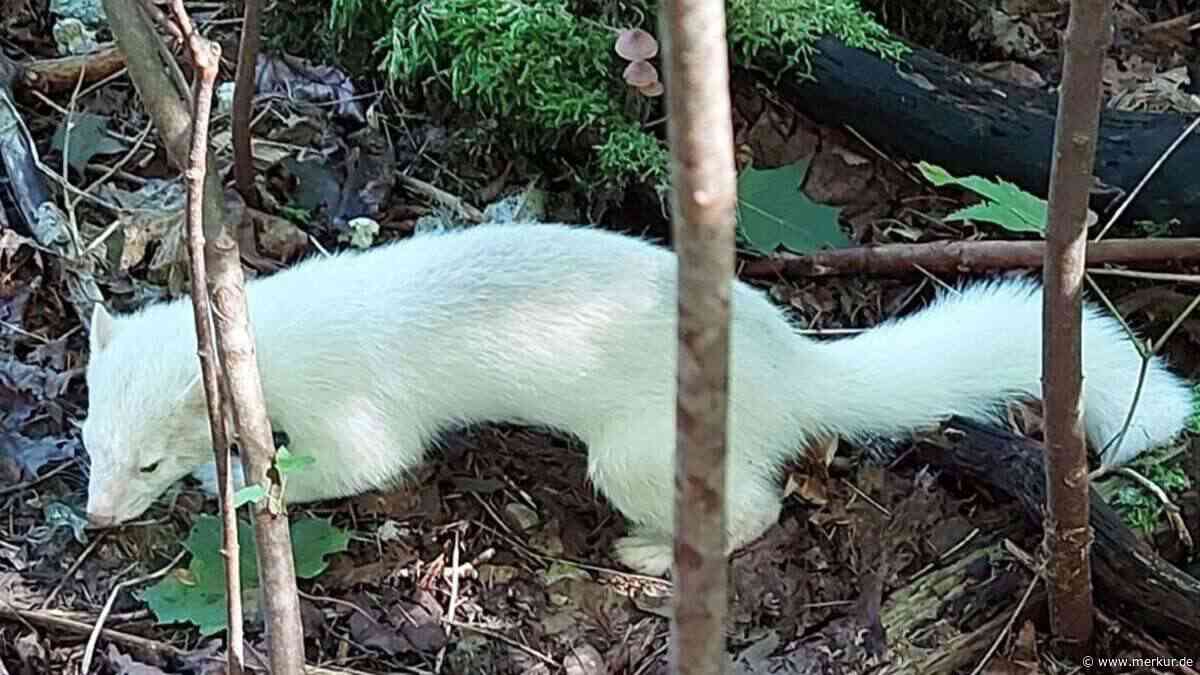 Krankes Frettchen stirbt: Tierheim-Leiterin mahnt Tierhalter - „das Tier kann nichts für Überforderung“