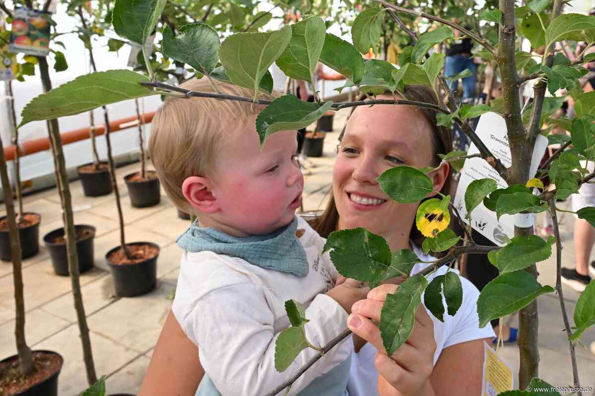 Grüne Willkommensgeschenke: In Limbach-Oberfrohna bekommt jedes Baby einen Apfelbaum