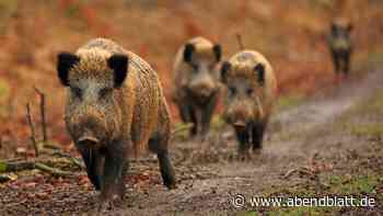 Sportverein braucht Wildschwein-Zaun – dafür soll er jetzt Bäume vermessen