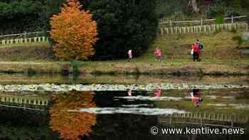 The unique Kent forest with trees from all over the world that's perfect for an October walk