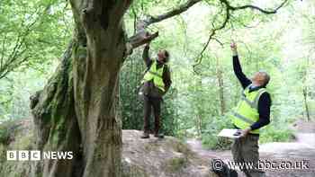 Woodlands project records more trees than expected