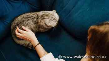 Six obvious signs your cat is anxious and lonely - what to look for