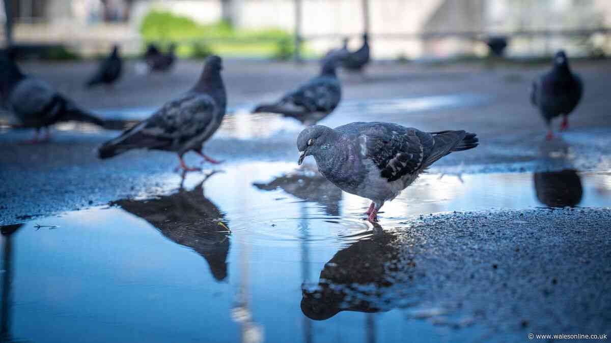 Pigeons will keep out of your garden with one household item