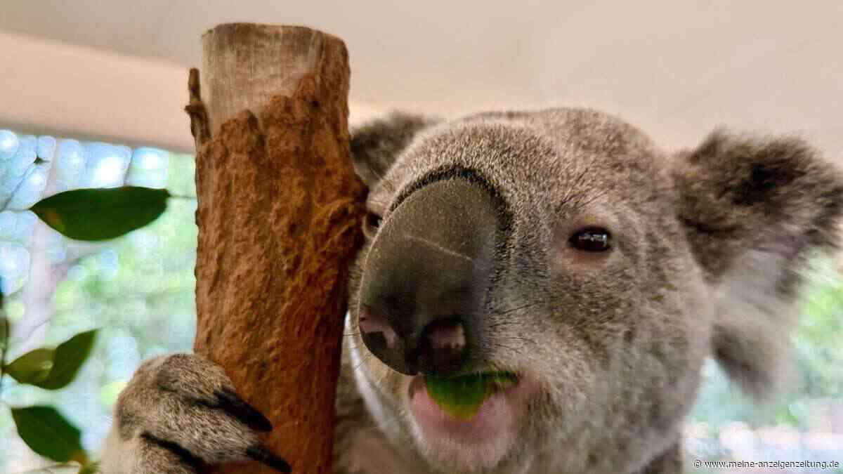 Hinter der Kuschelfassade: Die erstaunliche Welt der Koalas