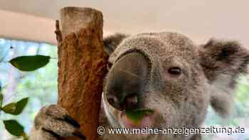 Hinter der Kuschelfassade: Die erstaunliche Welt der Koalas