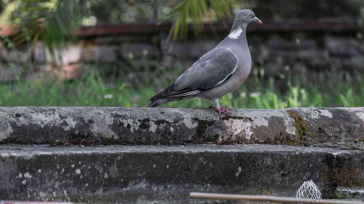 Household item works as 'surprisingly effective' pigeon deterrent