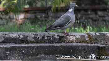 Household item works as 'surprisingly effective' pigeon deterrent