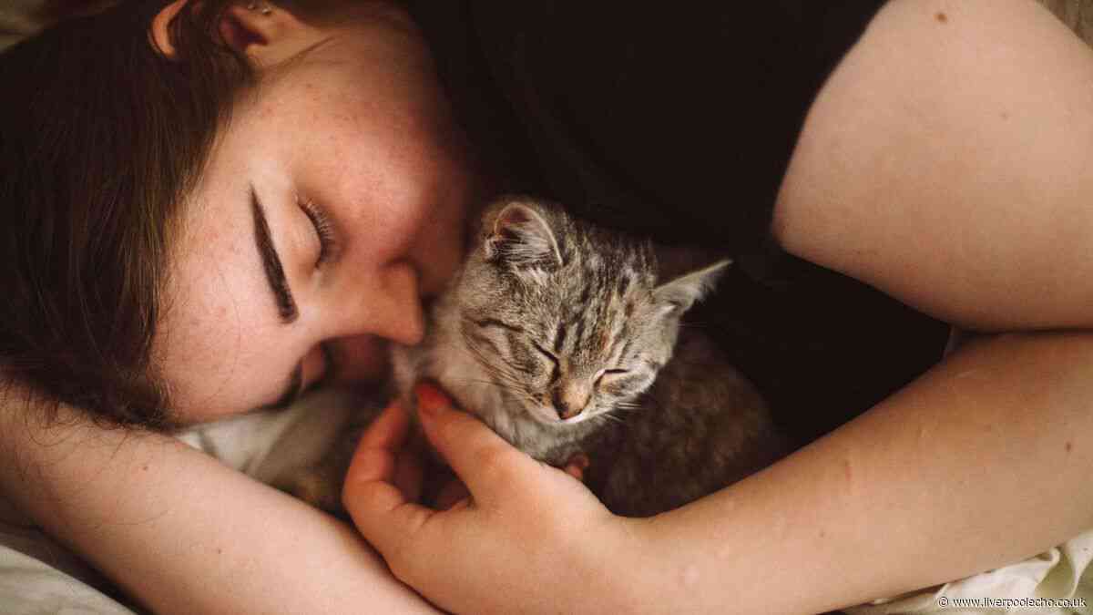 Cat owners in Britain advised to look for six signs their pet is stressed