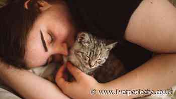 Cat owners in Britain advised to look for six signs their pet is stressed