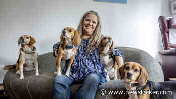 Mascha adopteerde vier ex-lab Beagles: ’Luna was nog nooit buiten geweest’