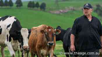 ‘It will shut me down’: Trenches for underground cable threaten dairy farms