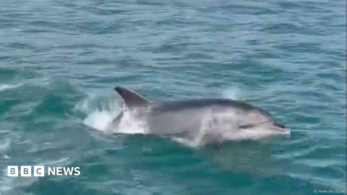 Watch: Fisherman captures dolphins chasing boat