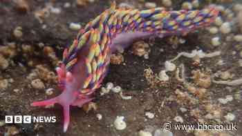 Rainbow sea slug find a reminder of climate change