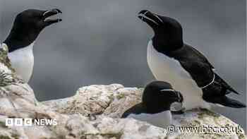Sea 'scarecrows' to help prevent seabird deaths
